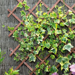 We also sell  Wood Expanding Trellis