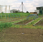 Runner Beans Plant Support