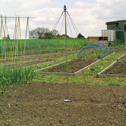 Runner Beans Plant Support