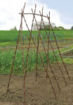 10 Willow Bean Poles
