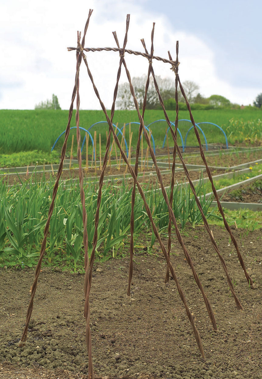 10 Willow Bean Poles