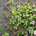 We also sell Wooden Riveted Garden Trellises